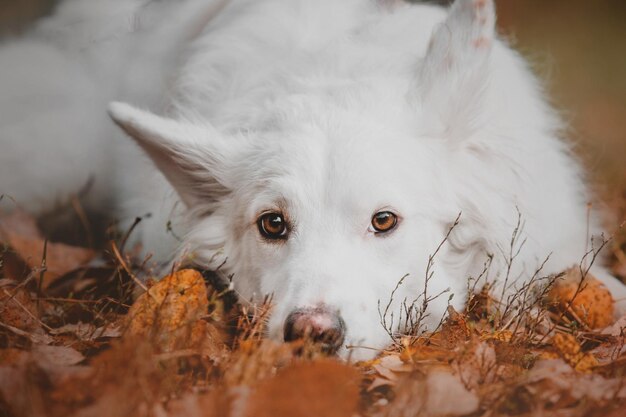 Perro grande blanco en el otoño Hojas de naranja en el fondo Temporada de otoño