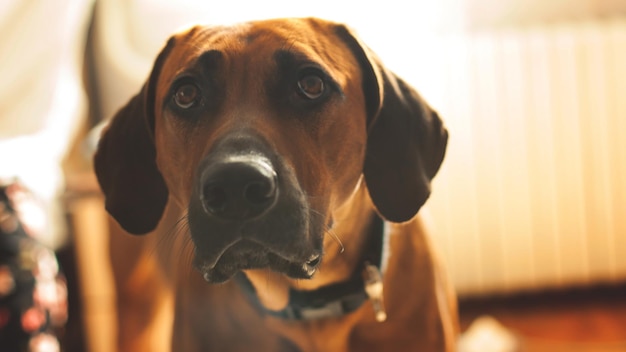 El perro grande de la casa está en el pasillo y mirando.