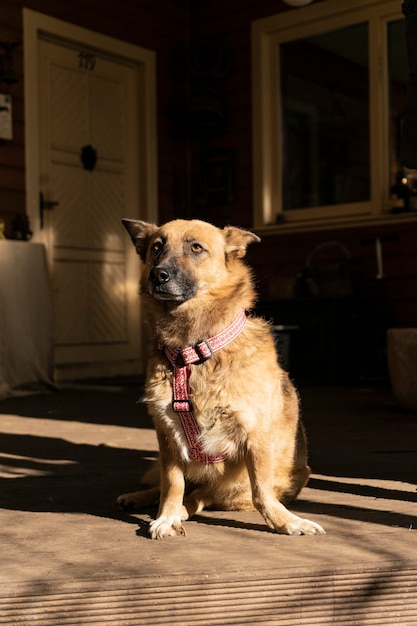 Perro grande feliz en la terraza de una casa de campo otoño tema cálida sombra copyspace