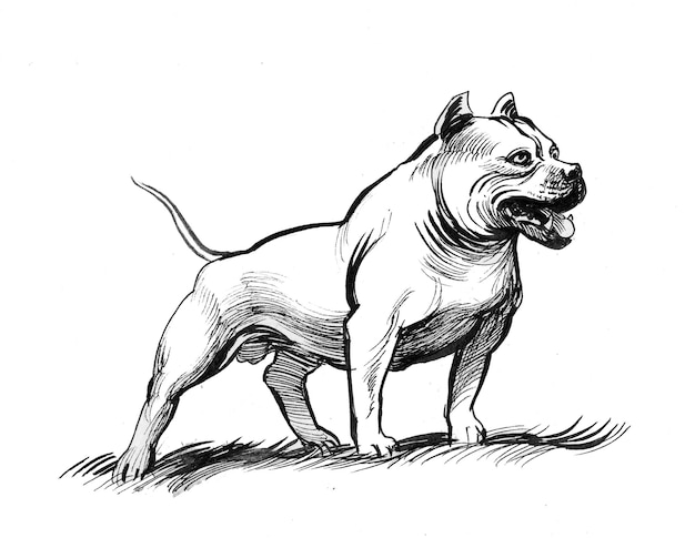 Perro grande y fuerte. Dibujo a tinta en blanco y negro