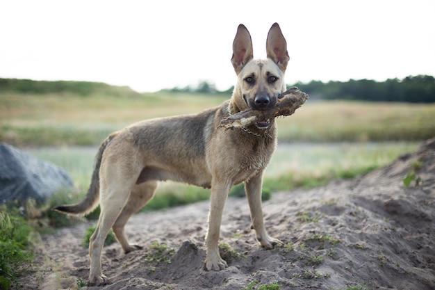 perro grande y hermoso con un palo en los dientes