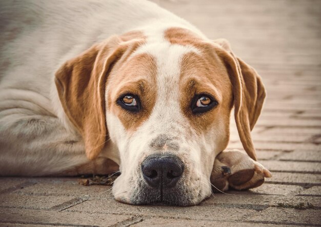 Perro grande con hermosos ojos tristes