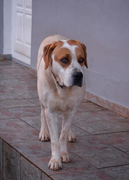 Perro grande con hermosos ojos tristes