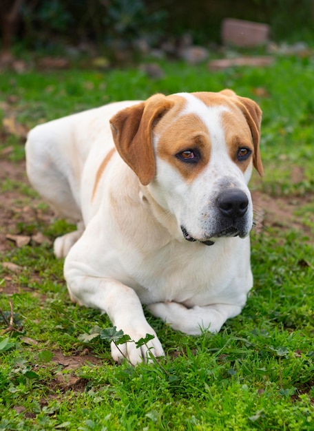 Perro grande con hermosos ojos tristes