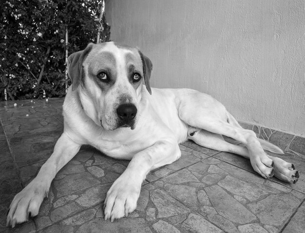 Perro grande con hermosos ojos tristes