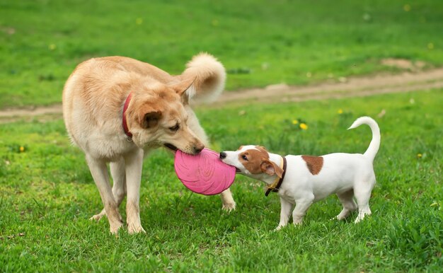 Perro grande y pequeño oso frisbee rosa