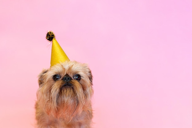 Perro Griffon de Bruselas celebrando un cumpleaños o un carnaval con un gorro de fiesta aislado en un fondo rosa