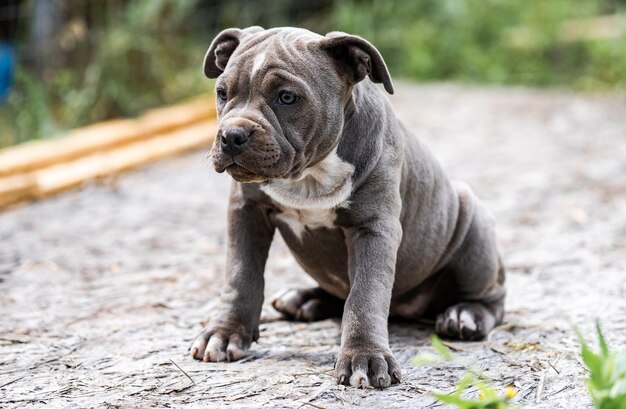 El perro gris American Pit Bull Terrier es un retrato en la naturaleza