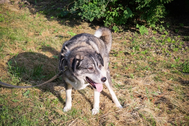 Perro gris caca sobre la hierba seca al aire libre