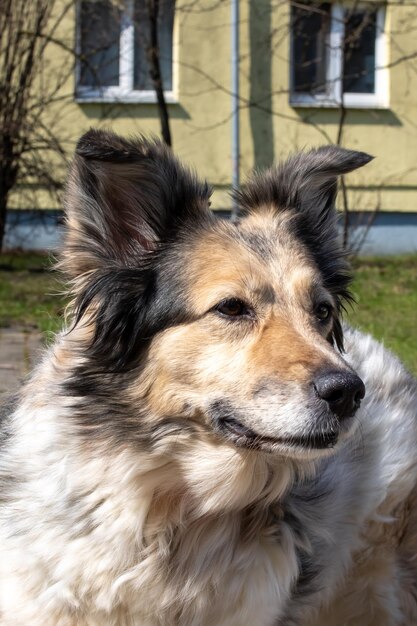 Foto perro gris esponjoso parado en la acera de cerca