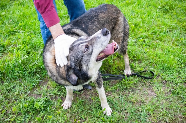 Perro gris feliz con la boca abierta cerca de las piernas humanas acariciado con la mano en un guante blanco sobre fondo de hierba verde.