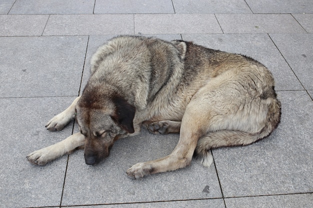 Perro gris sobre gris claro. Gran sabueso sentado en la calle