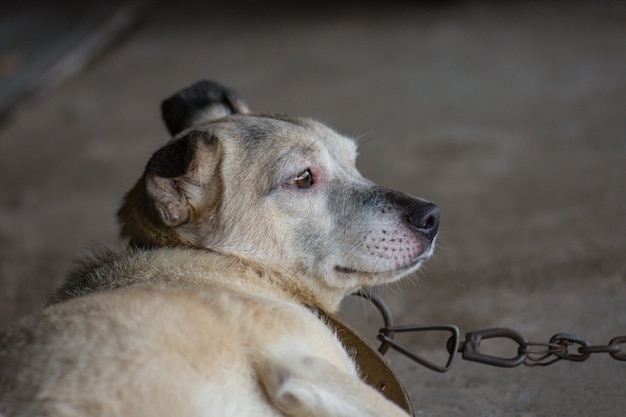 Perro guarda una casa en el campo