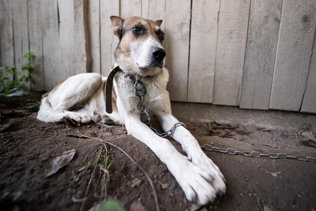 Un perro de guardia solitario y triste en una cadena cerca de una casa de perros al aire libre