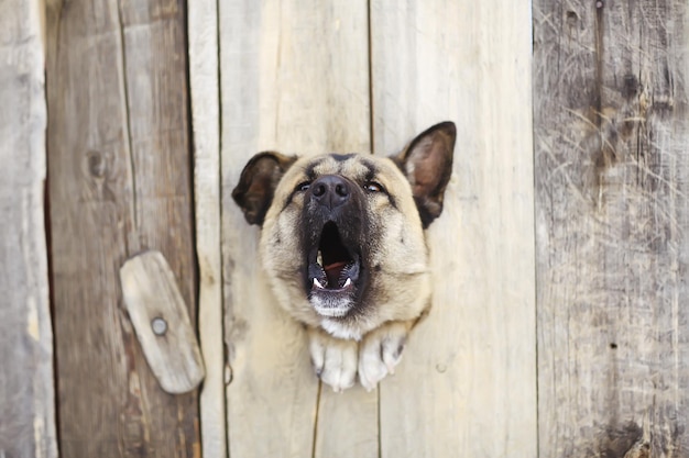 perro guardián en la casa del perro, fondo de seguridad