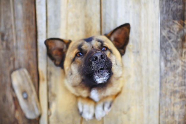 perro guardián en la casa del perro, fondo de seguridad