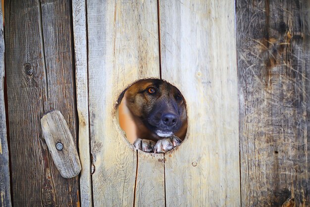 perro guardián en la casa del perro, fondo de seguridad