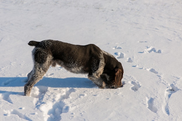 Perro guardián de caza alemán drahthaar Hermoso retrato de perro en invierno