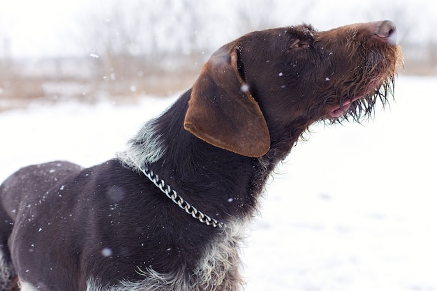 Perro guardián de caza alemán drahthaar Hermoso retrato de perro en invierno