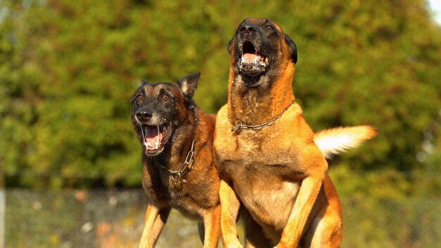 Foto perro guardián ladra agresivamente