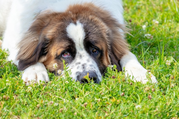 Perro guardián de Moscú de raza de perro peludo grande con una mirada triste tirado en el césped