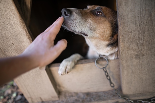 Un perro guardián solitario y triste en una cadena cerca de una casa de perros al aire libre