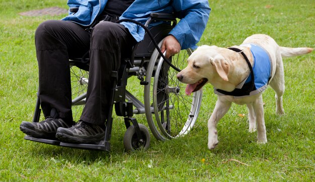 Perro guía labrador y su dueño discapacitado.