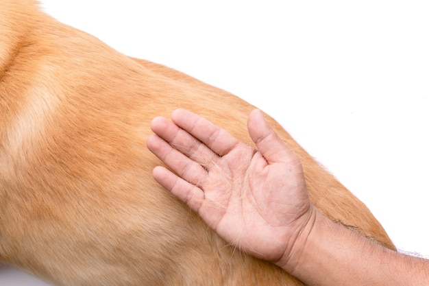 El perro ha ido perdiendo el concepto de piel. Vista superior mano sujetando pieles o pelo de perro en un cuerpo de perro