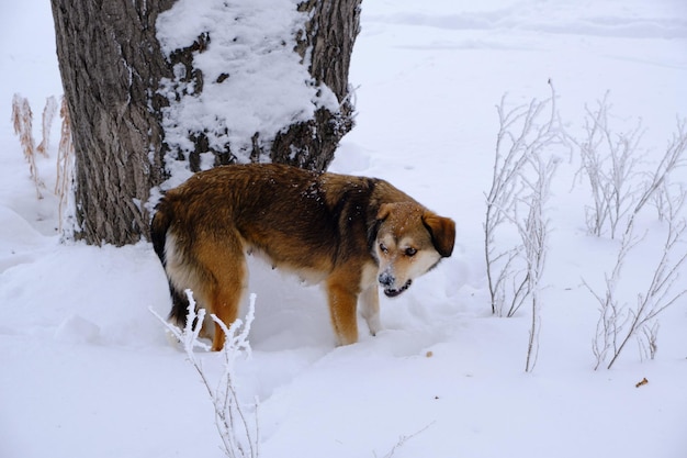 Perro hambriento busca comida en la nieve profunda.