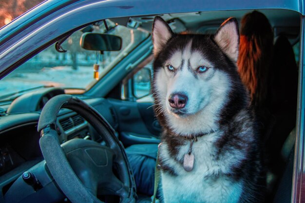 El perro Hasky se sienta en el auto bajo los rayos del sol vespertino