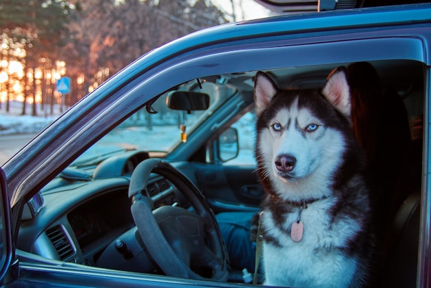 El perro Hasky se sienta en el auto bajo los rayos del sol vespertino