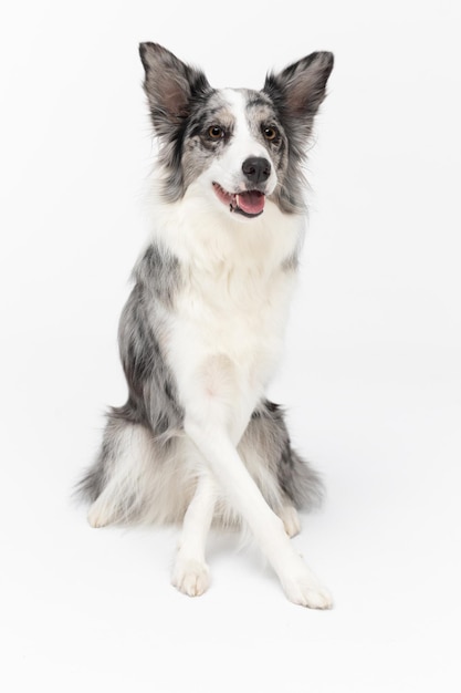 Un perro hermoso se sienta bien en su culo y sus patas delanteras están cruzadas perro Border Collie en tonos de blanco y negro y pelo largo y fino un excelente perro de pastoreo