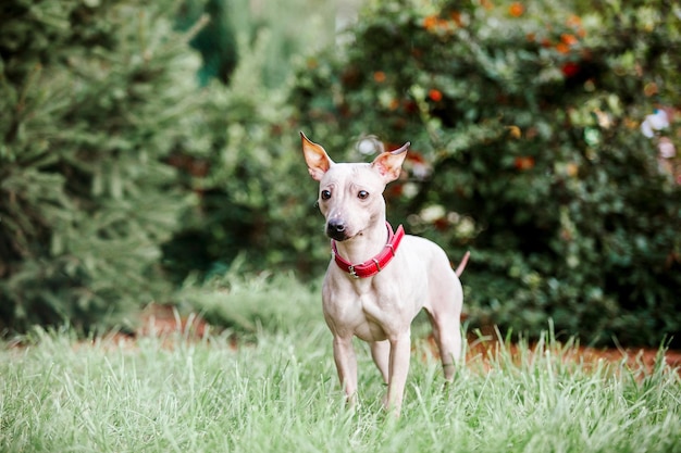 Un perro en la hierba con un collar rojo.