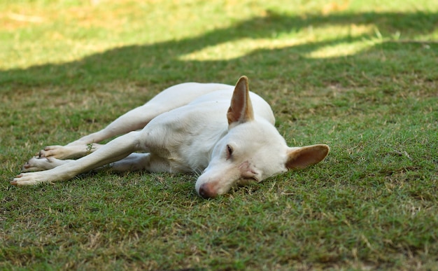 Perro en la hierba