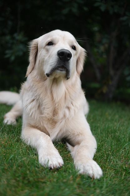 Perro en la hierba