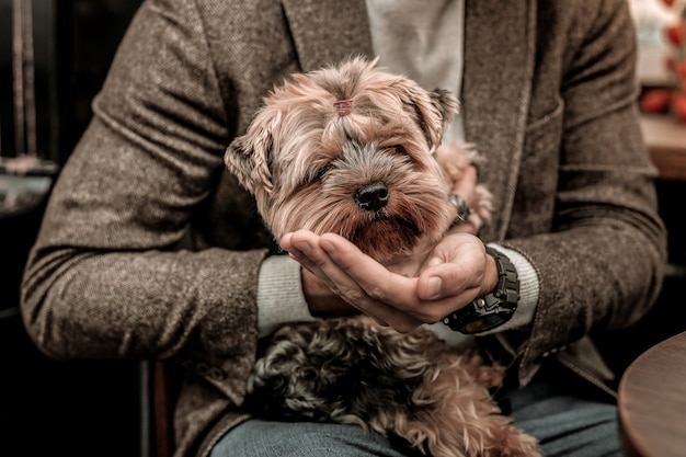 Un perro con hocico gracioso. Un, hombre, tenencia, un, perro, en, sus, manos