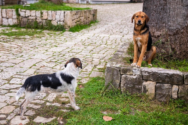 Un perro sin hogar busca hogar un perro solitario busca dueño un perro triste