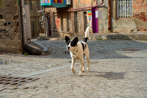 Perro sin hogar en la calle del casco antiguo