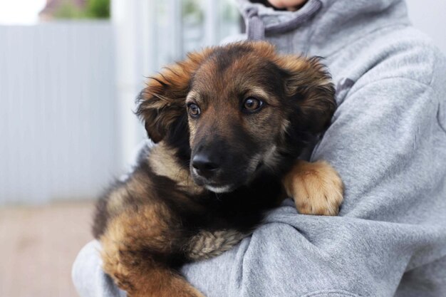 Perro sin hogar en la calle de la ciudad vieja. Problema de animales sin hogar.