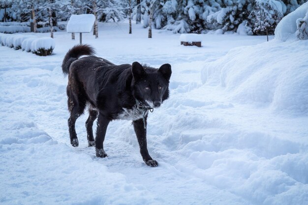 Perro sin hogar en el camino en el bosque de invierno