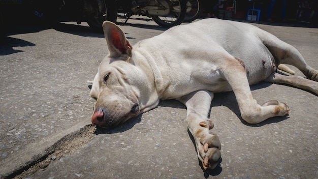 Perro sin hogar durmiendo en la acera.