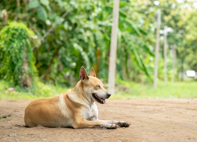 Un perro sin hogar esperando la comida de la gente.