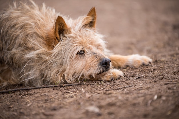 Perro sin hogar guarda casa antigua en el pueblo