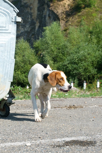 Perro sin hogar mendigando en el estacionamiento