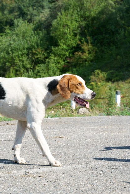 Perro sin hogar mendigando en el estacionamiento