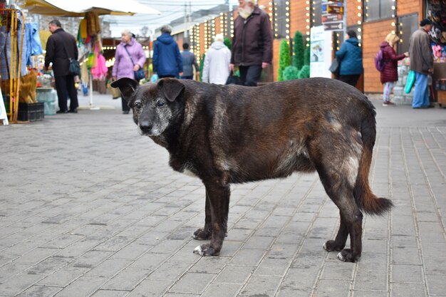 Perro sin hogar en el mercado de la ciudad.