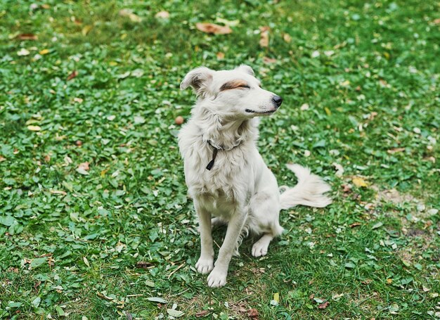 Perro sin hogar mestizo blanco sobre la hierba verde Día de protección de los animales sin hogar