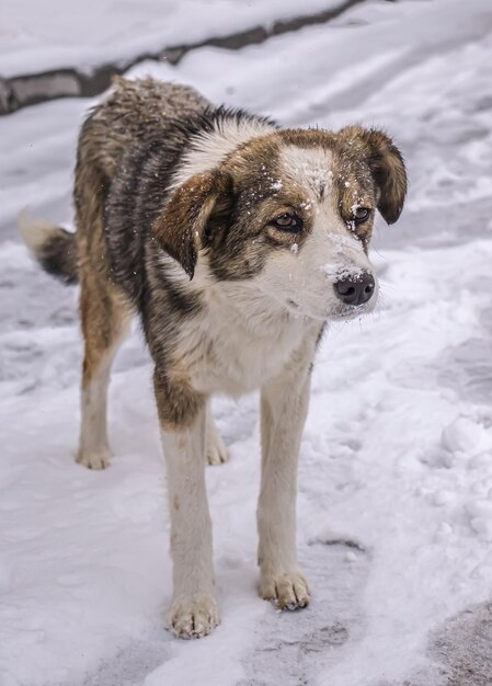 Perro sin hogar en la nieve en invierno