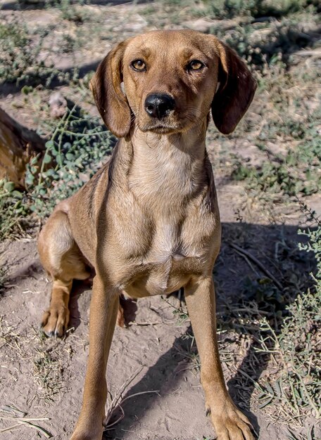 Un perro sin hogar con ojos compasivos pide comida