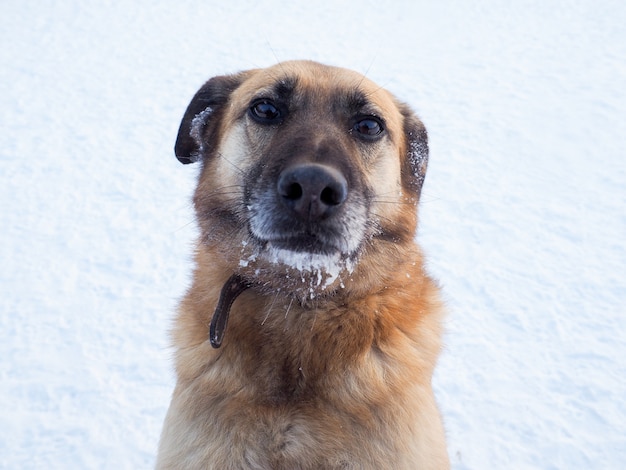 Perro sin hogar pelirrojo, perro callejero, amable y fiel